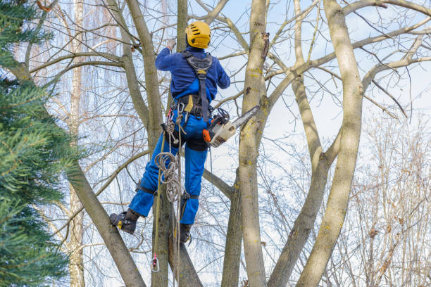 Trusted Utqiagvik, AK Tree Services Experts